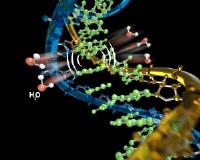 DNA hydrophobic interactions